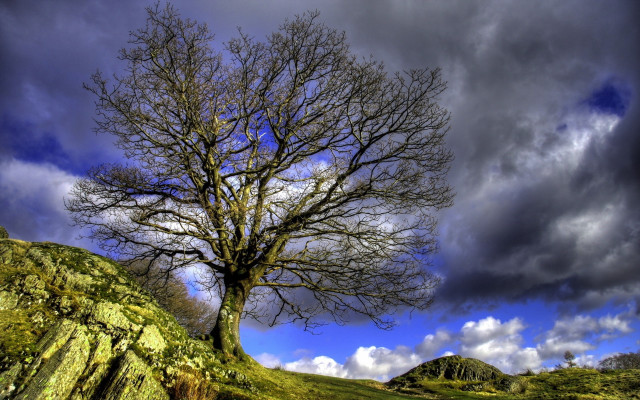 Bare tree hill cloudy sky free wallpaper - medium preview image