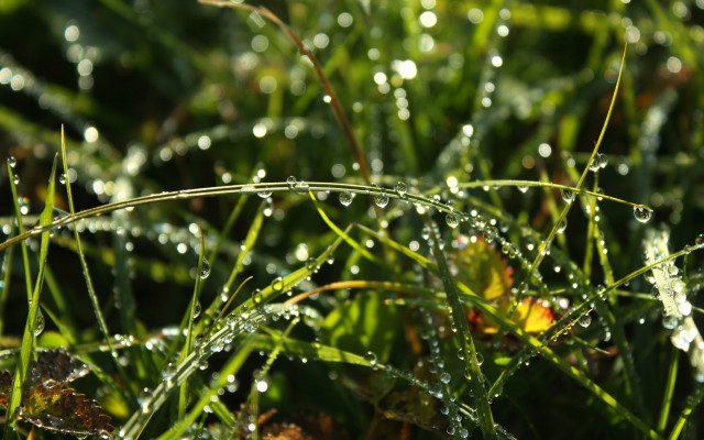 Dew drops grass yellow flower free wallpaper - medium preview image