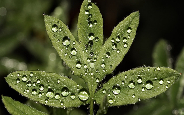 Green leaf water drops bokeh #11 free wallpaper - medium preview image