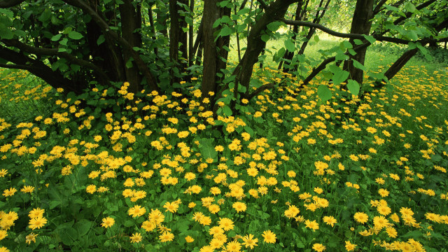 Yellow flower field forest fence free wallpaper - medium preview image