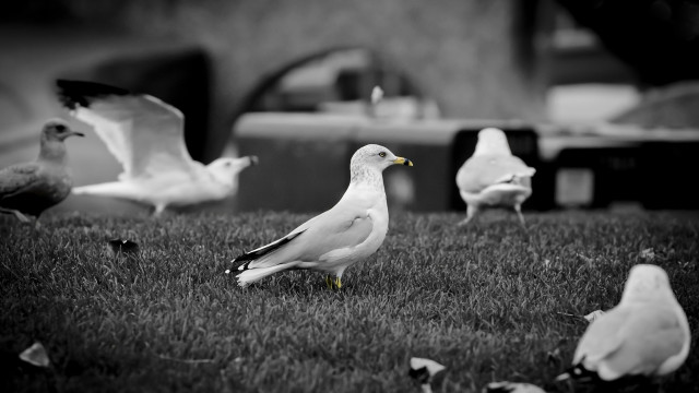 Flock birds grass building car free wallpaper - medium preview image