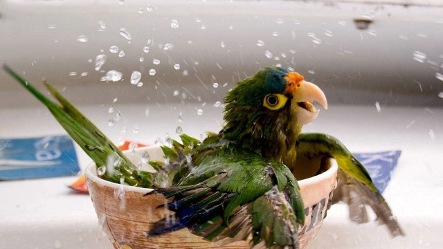 Green parrot water bowl wings free wallpaper - medium preview image