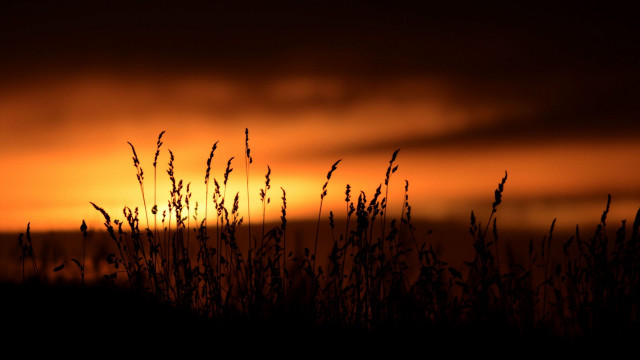 Sunset clouds grass bird dark free wallpaper - medium preview image
