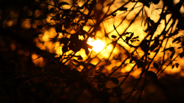 Sunset bare tree autumn leaves free wallpaper - medium preview image