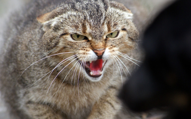 Cat angry open mouth realistic free wallpaper - medium preview image
