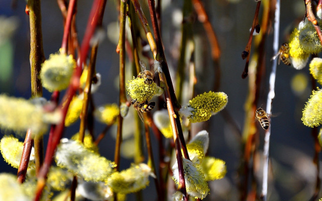Yellow flowers bee macro ecological free wallpaper - medium preview image