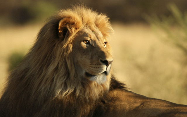 Lion camera focus wildlife naturalism free wallpaper - medium preview image