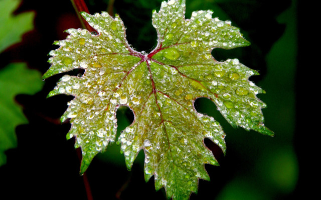 Leaf water droplets forest macro free wallpaper - medium preview image
