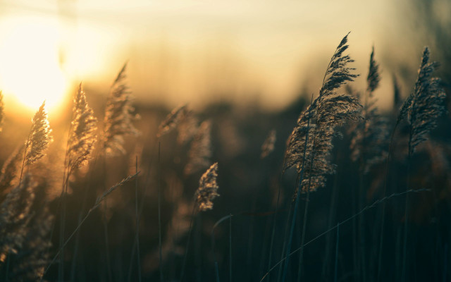 Field sunset clouds cityscape water free wallpaper - medium preview image