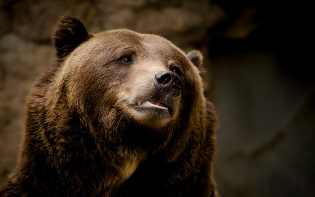 Brown bear looking up mouth free wallpaper - medium preview image