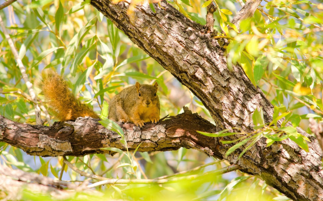 Squirrel branch tree nature photography free wallpaper - medium preview image