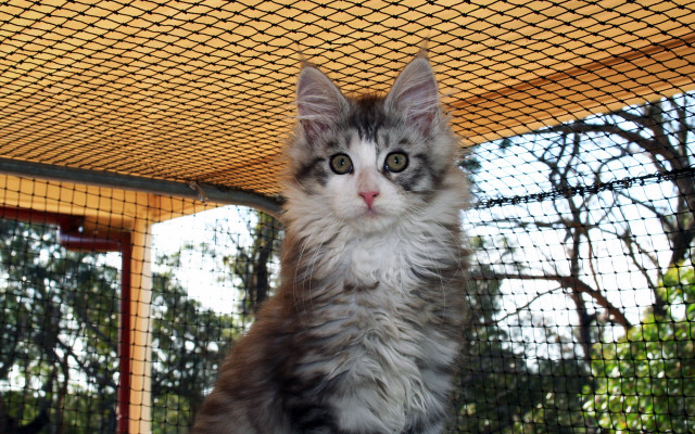 Cat table cage trees yellow free wallpaper - medium preview image