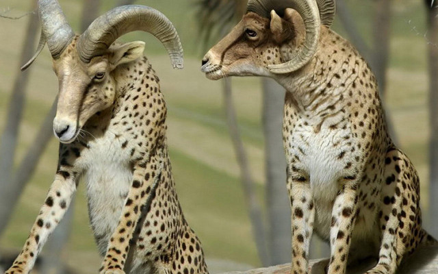 Two rams rock trees grass free wallpaper - medium preview image