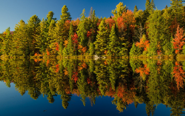 Forest lake autumn leaves bench free wallpaper - medium preview image