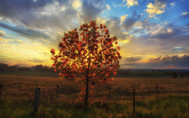 Tree field sunset clouds fence free wallpaper - medium preview image