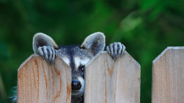 Raccoon peeking fence paws pastel free wallpaper - medium preview image