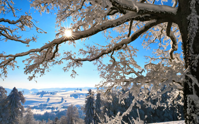 Snowy landscape trees bright sun #6 free wallpaper - medium preview image