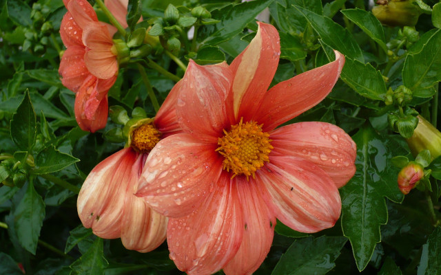 Flower water droplets green puzzle free wallpaper - medium preview image
