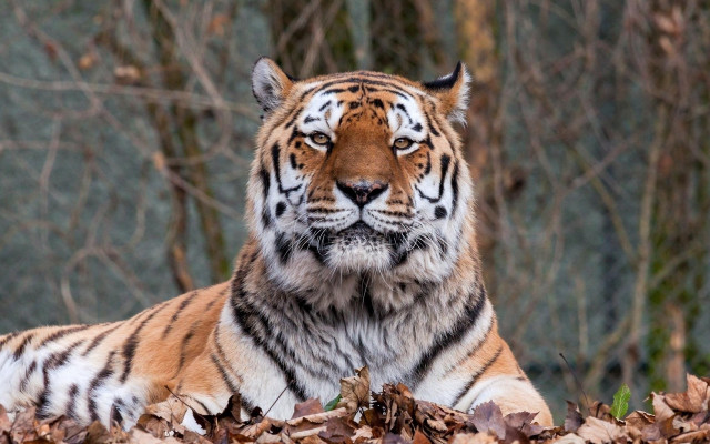 Tiger leaves forest branches blurry #2 free wallpaper - medium preview image