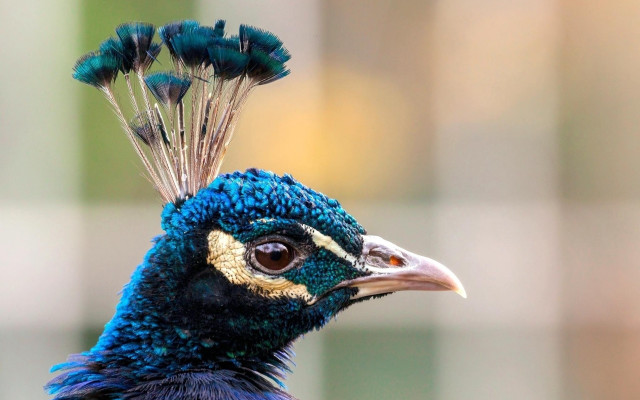 Peacock regal headdress feathers blurry free wallpaper - medium preview image