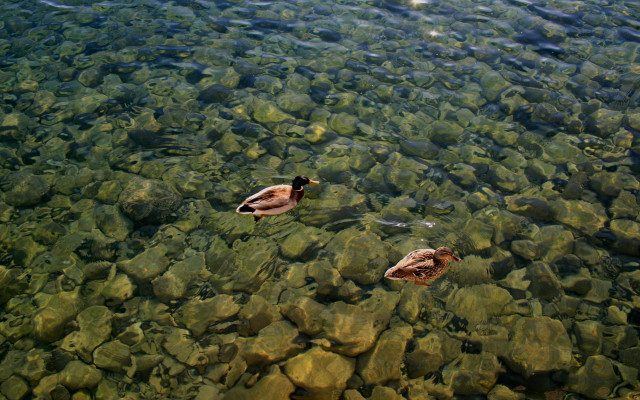 Ducks lake rocks water sun free wallpaper - medium preview image