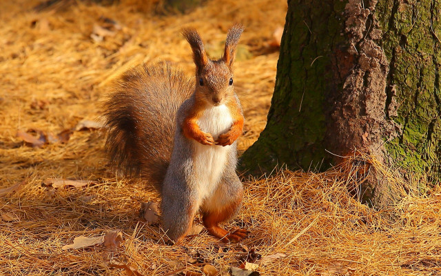 Squirrel woodland pose chippy realistic free wallpaper - medium preview image