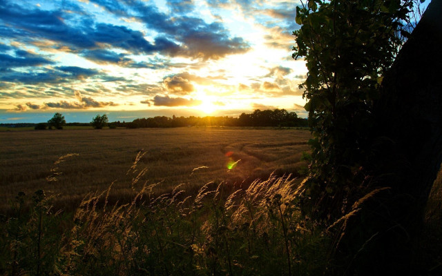 Sunset tree lake clouds shore free wallpaper - medium preview image