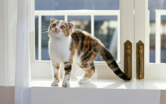 Cat window sill outside sunny free wallpaper - medium preview image