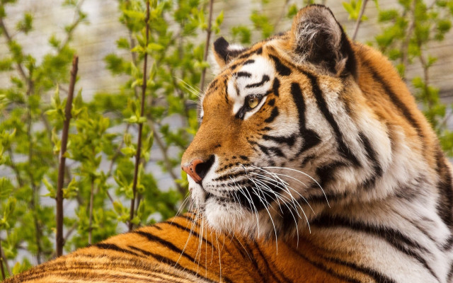 Tiger forest bushes distant view free wallpaper - medium preview image