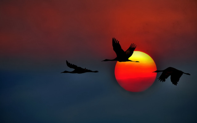 Birds sunset flying moon silhouette free wallpaper - medium preview image