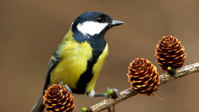 Bird perched branch pine cones #2 free wallpaper - medium preview image