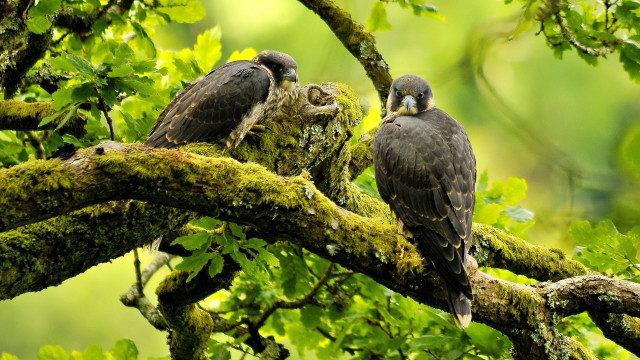 Birds branch forest mossy leaves free wallpaper - medium preview image