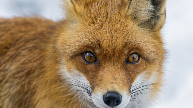 Fox face snow blue sky free wallpaper - medium preview image