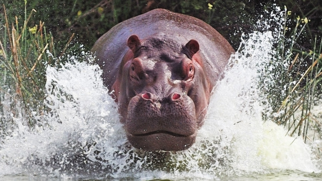Hippo splash river forest nature free wallpaper - medium preview image