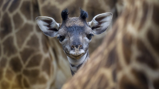 Giraffe closeup background wildlife photorealistic free wallpaper - medium preview image