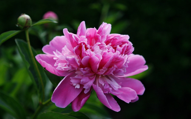 Pink flower green stem shallow free wallpaper - medium preview image