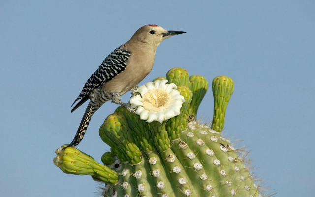 Bird cactus flower sky puzzle free wallpaper - medium preview image