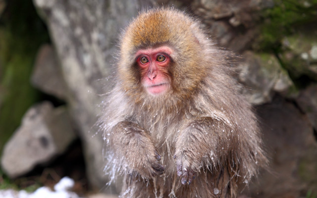 Monkey snow rockwall rednose daualsset free wallpaper - medium preview image