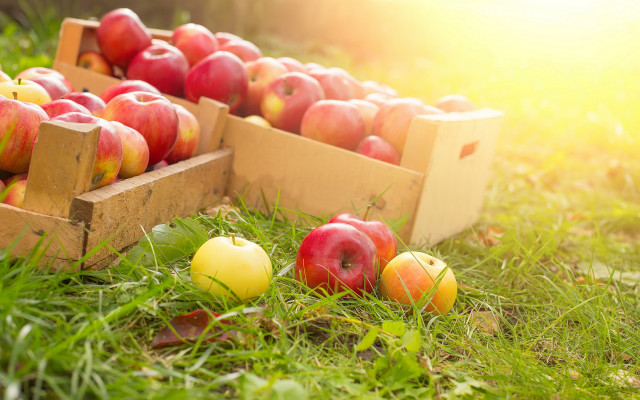 Apples box grass sunlight vibrant free wallpaper - medium preview image