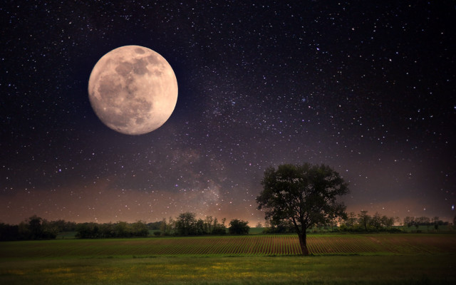Full moon tree field stars free wallpaper - medium preview image