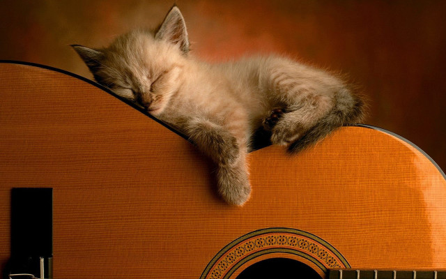 Kitten sleeping guitar folk art free wallpaper - medium preview image