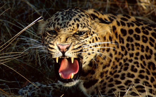Leopard open mouth sharp teeth free wallpaper - medium preview image