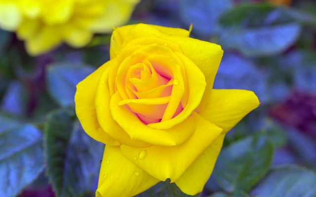 Yellow rose pink center green free wallpaper - medium preview image