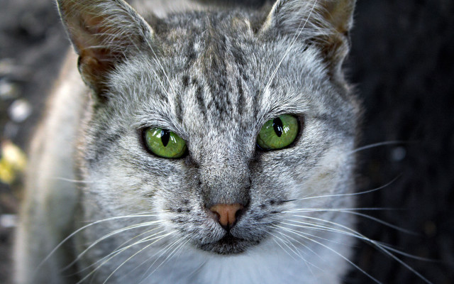 Cat green eyes neoplasticism macro free wallpaper - medium preview image