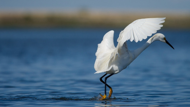 White bird wings spread fish free wallpaper - medium preview image