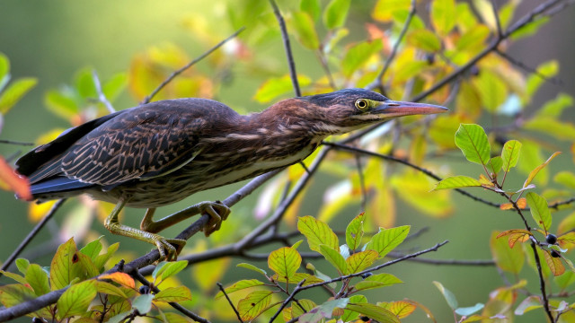 Bird branch leaves green background free wallpaper - medium preview image