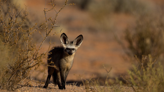 Small animal field bush autumn free wallpaper - medium preview image