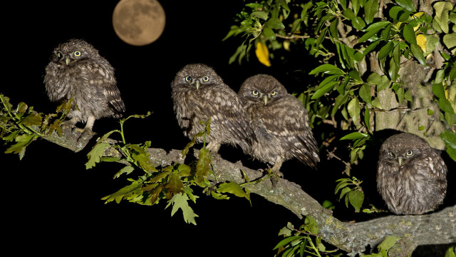 Owls night moon branch bamboo free wallpaper - medium preview image