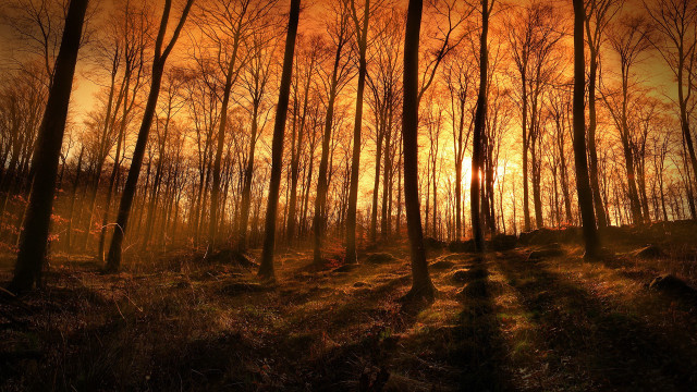 Forest sunset trees moon fireworks free wallpaper - medium preview image