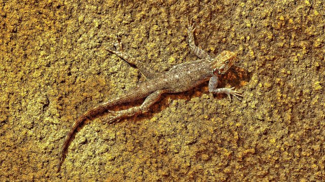 Lizard dirt yellow brown black free wallpaper - medium preview image